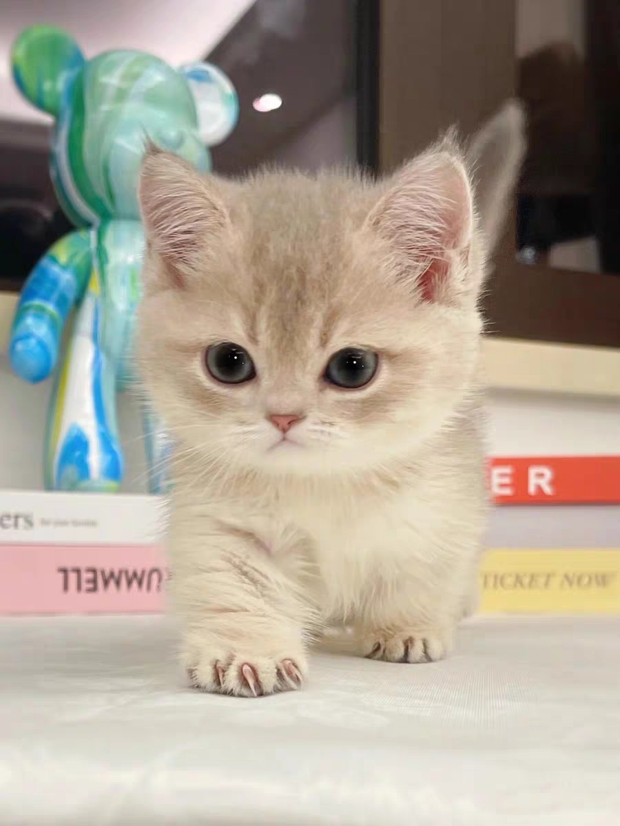 猫舍直销,批发价出售,蓝金渐层